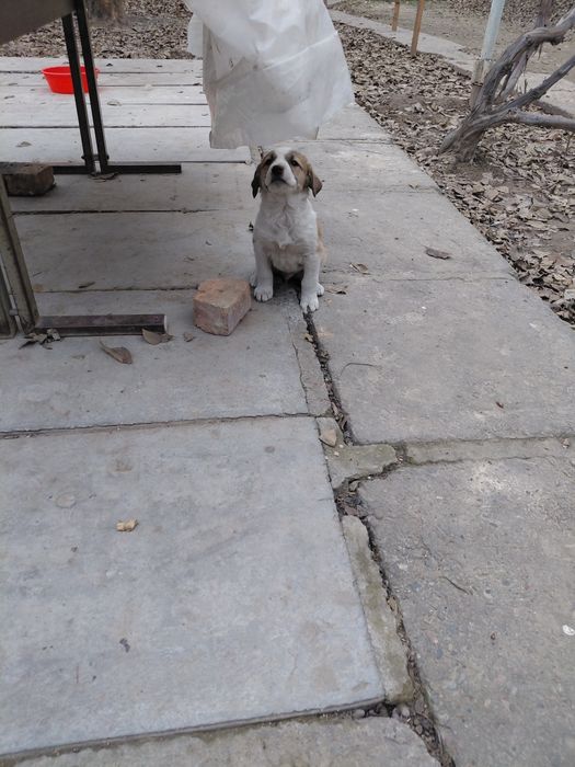 Отдам щенят в хорошие руки безплатно