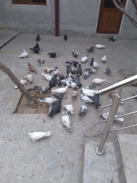 Mana xel kaftarlar sotiladi