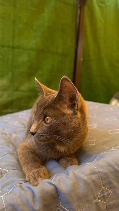 Кот в хорошие руки