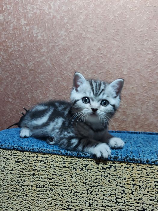 Продаю породистых котят