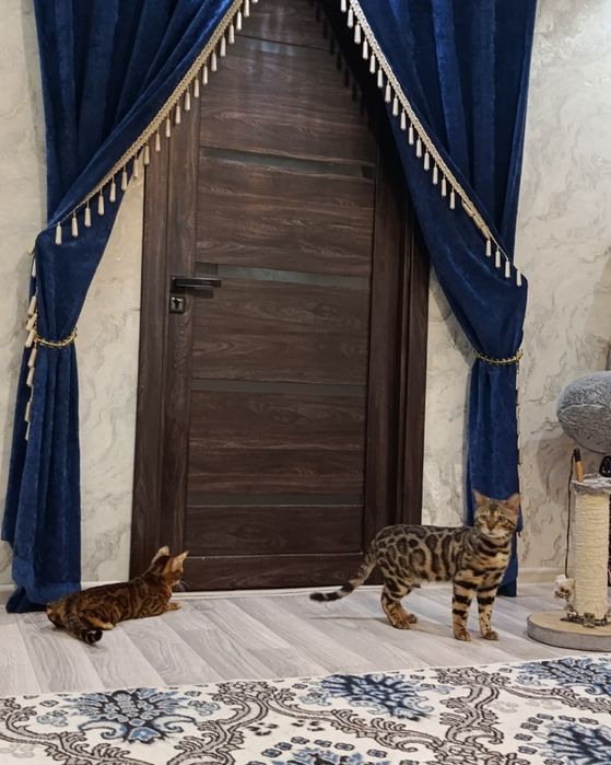 Вязка бенгал.Не продажа.