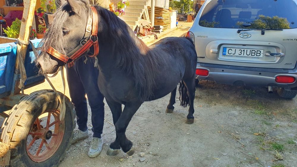 Ponei de vânzare