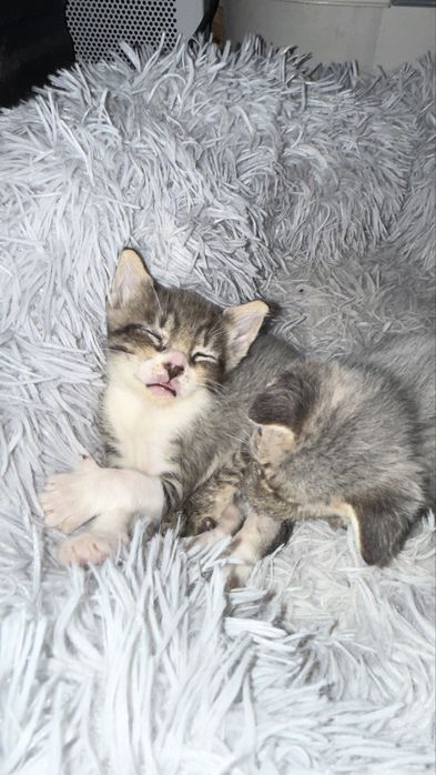 Котята канадского сфинкса