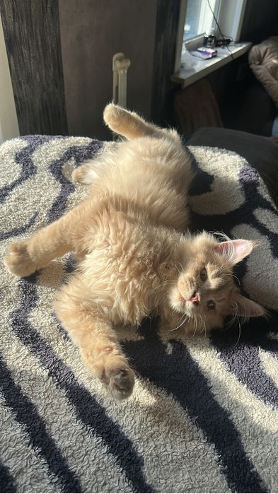 Котенок Мейнкун мальчик!