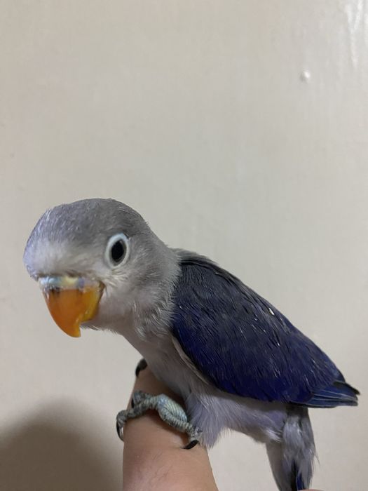 Ruchnoy popugay nerazluchnik sotiladi