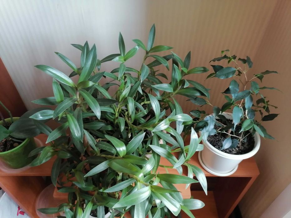 Комнатные цветы ухоженные