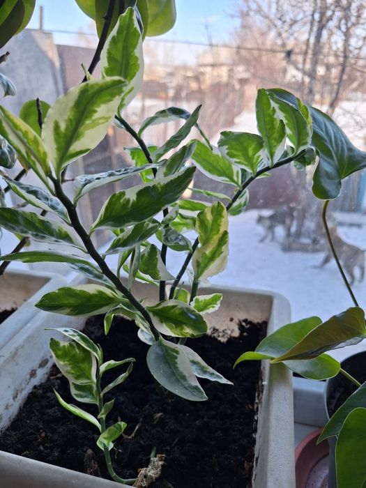 Продам комнатные цветы