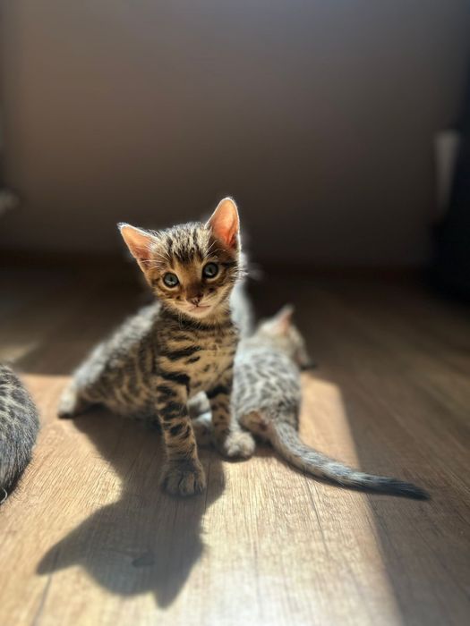 Бенгальские котята