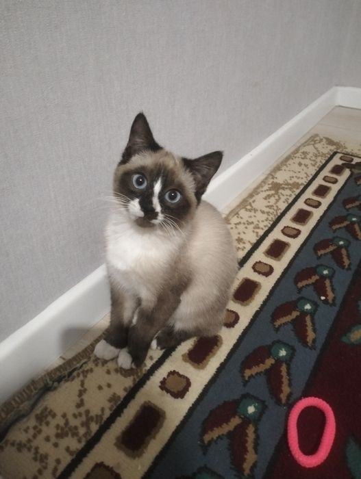 Ищем кошку для вязки