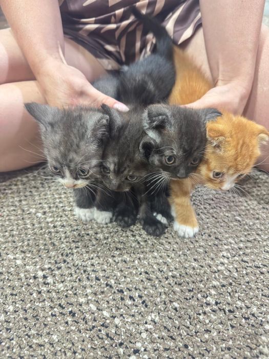 4 котенка ищут своих хозяев