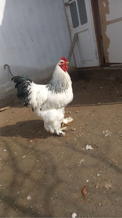 Brama tovuq tuxumlari sotiladi.Narxi 10000 so’mdan