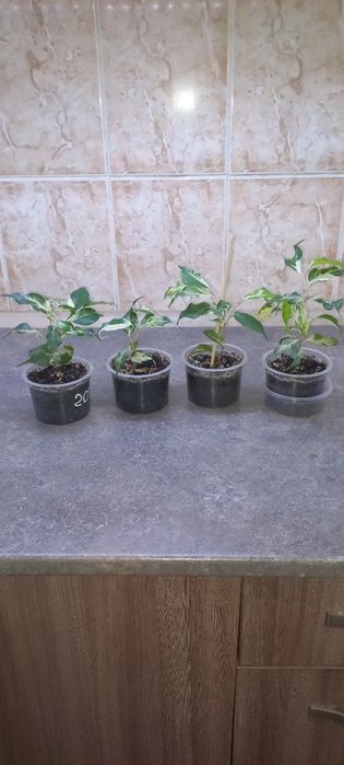 Продам фикусы Бенджамина Керли.