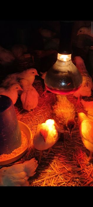 Доминант парода чехяники