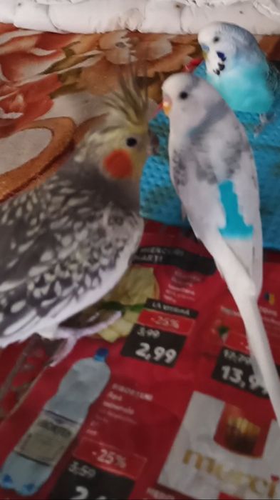 Vand Marele Alexander ,doi perusi si o nimfa