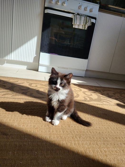 Продам котят красивые игривые