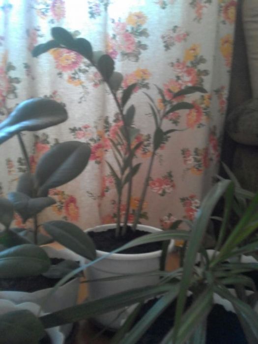 Цветы фикус, 5000 тенге