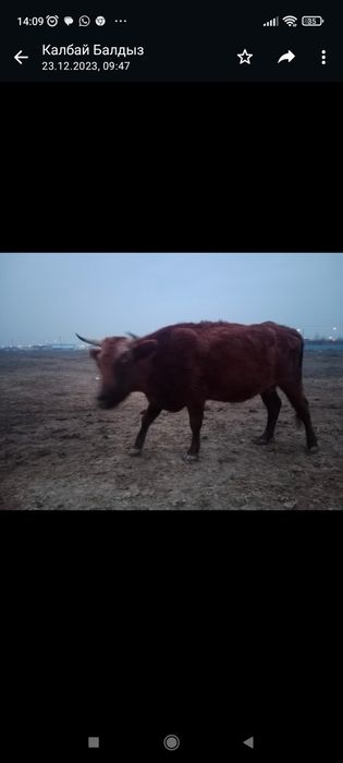 Сиыр сатылады, бағасы келісімді