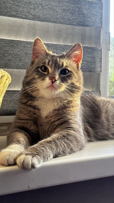 Котик 1 год, мальчик