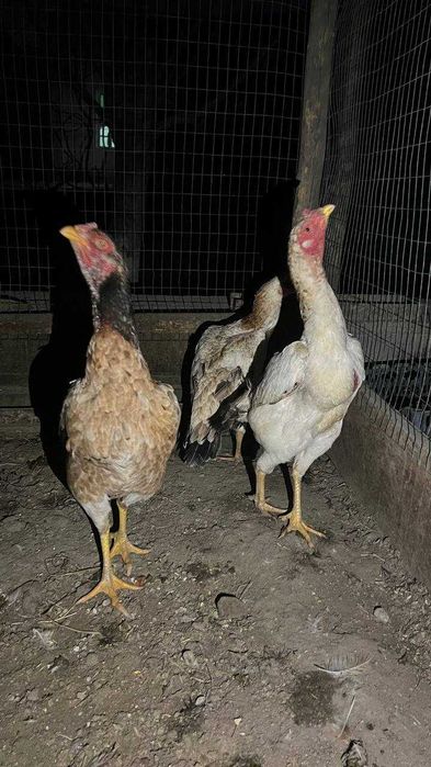 turk mokinlar.dakan tovuq/kulangi tovuqlar