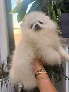 Pomeranian, mascul cu pedigree, rasa pura