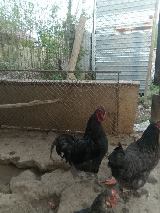 Куры китайские черные