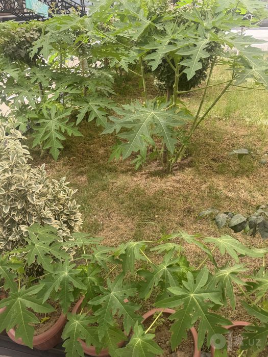 Папая кучатлари