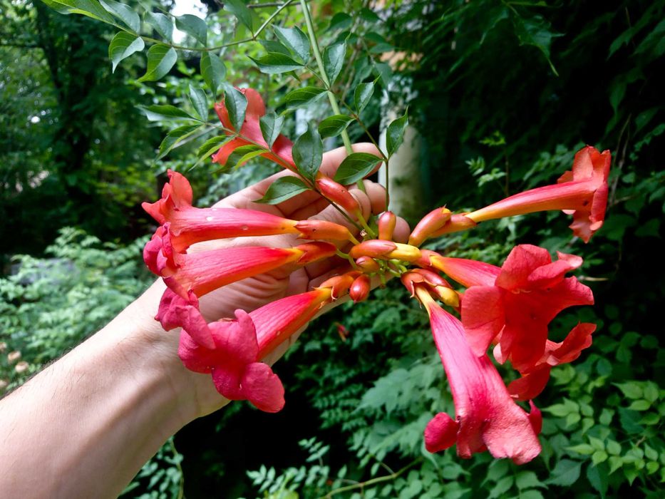 Planta-Floare: Trambita, Luleaua turcului, Trompeta turcului, Trompeta de Virginia, (Campsis Radicans)
