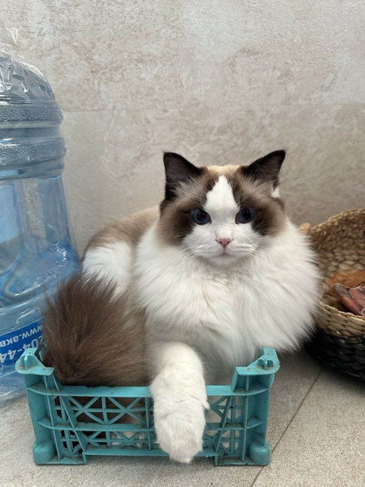 Чистокровные регдоллы !! Regdoll