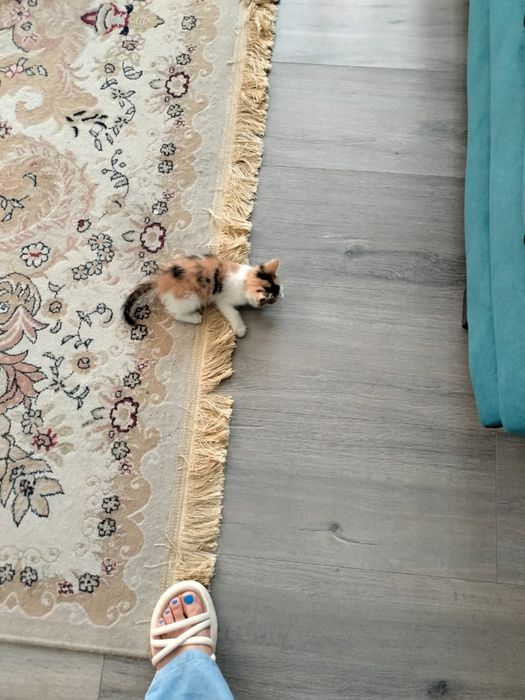 Отдаем котенка в хорошие руки