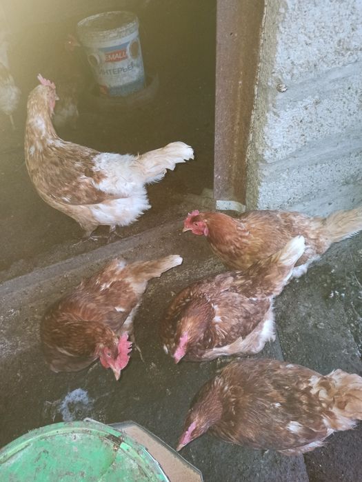 Продаются куры несушки