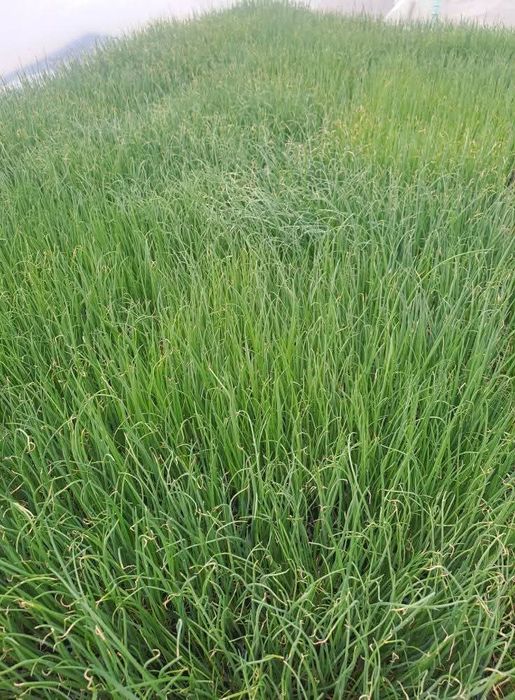 Разсад салата магданоз копър лук айсберг цвекло и др.