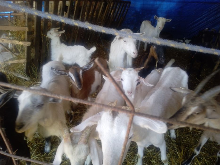 Vînd 8 capre și 9 iezi
