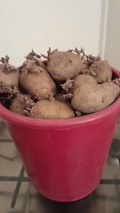 Картошка семенная на посадку