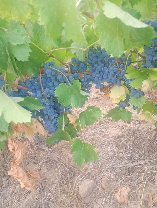 Vineri 18 , începem culesul strugurilor fetească/merlot.