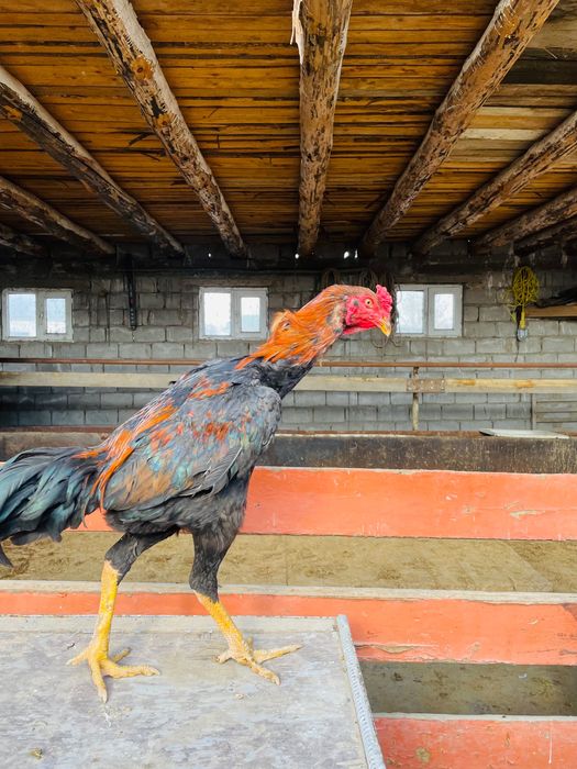 Дәкән қораз шөже июльский