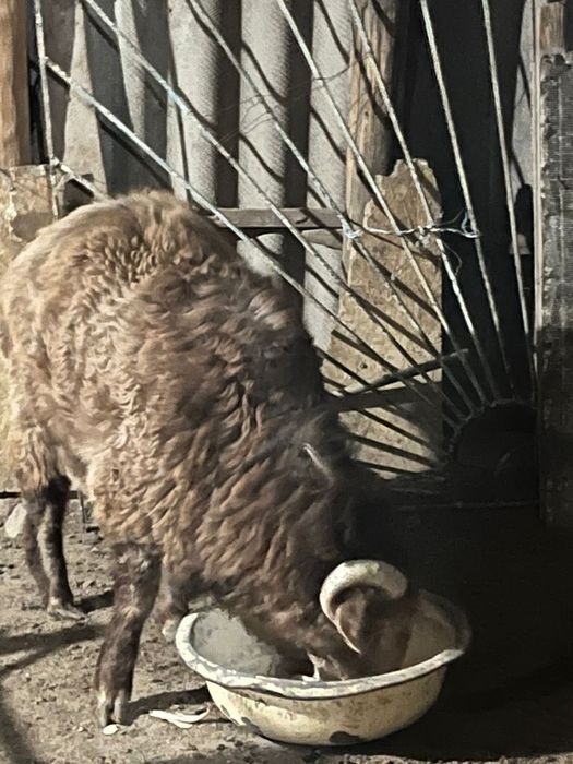 кошкар сатылады семиз