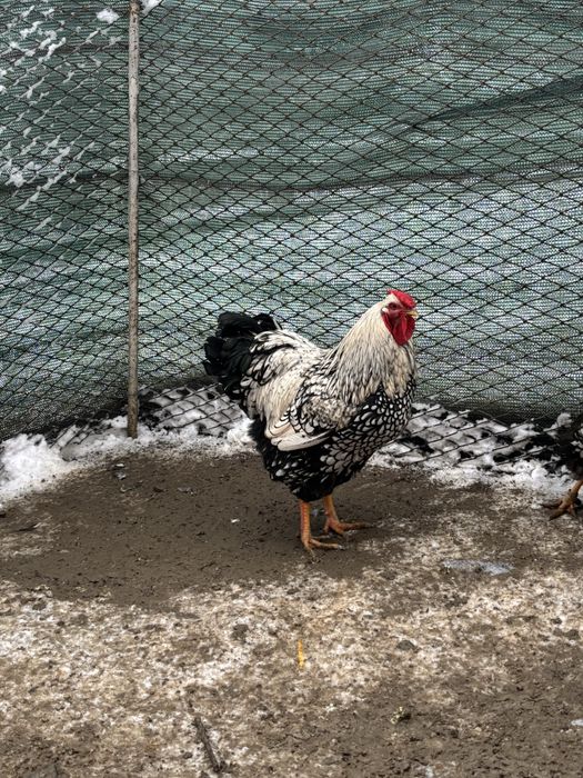 Vand cocosi si gaini wyandotte argintiu