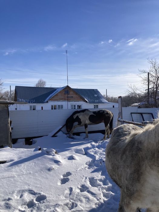 Полутяж айғыр бесті