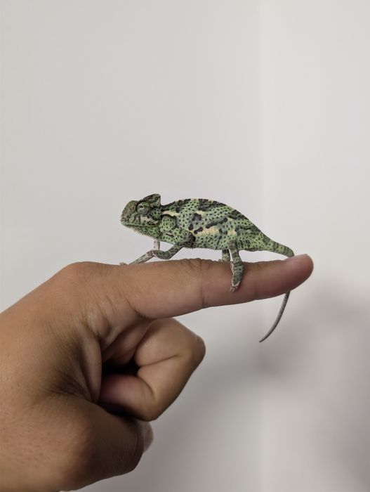 Cameleon (Veiled Chameleon)