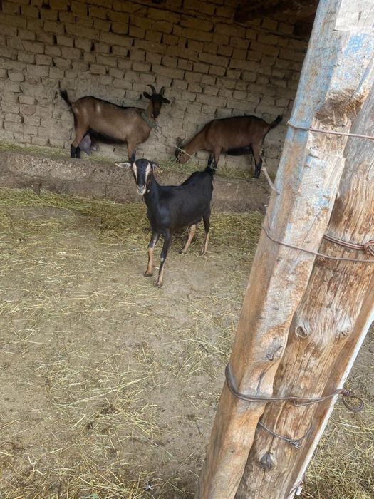 Алписки жас ешкилер сатылады