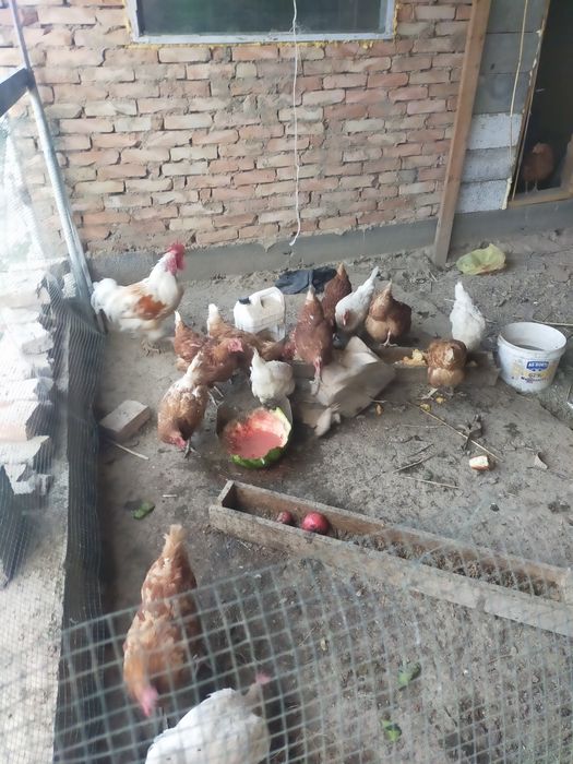 Продам срочно курочек