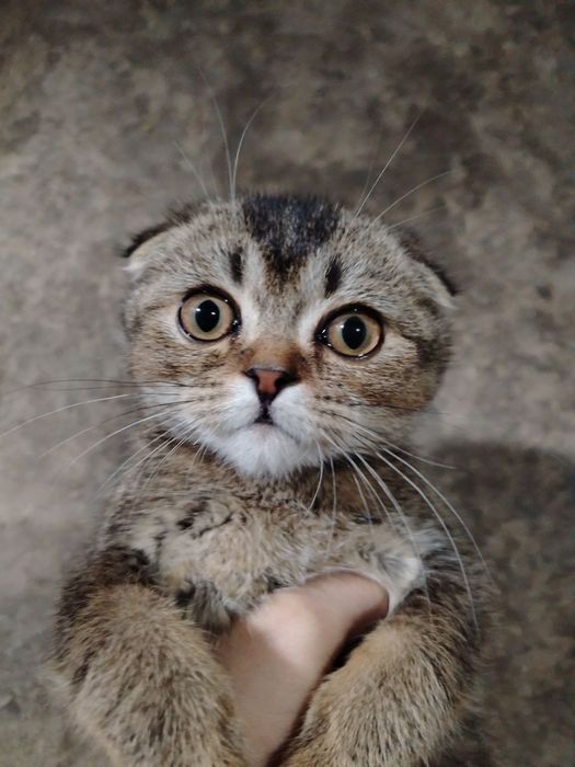 Mushuk sotiladi yaxshi narxga bervoraman