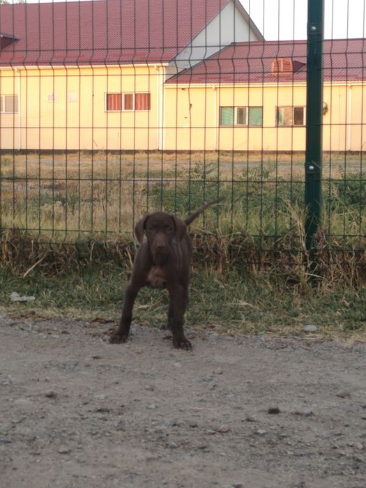 Продам щенка Курцхаара