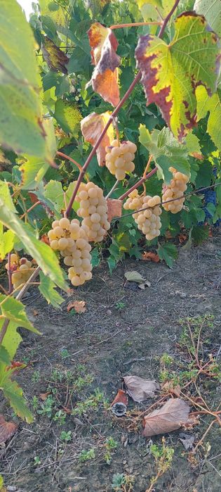 Vand struguri hibrid pentru vin