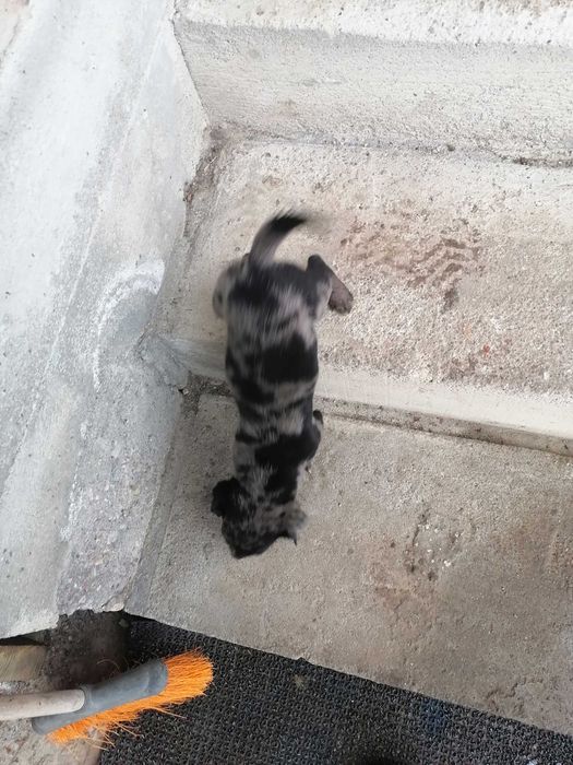 Vând  cățel Teckel