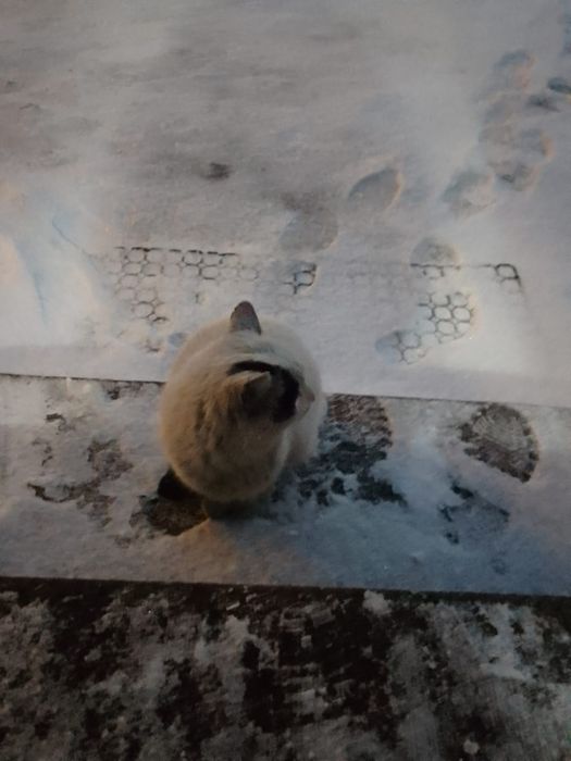 Отдам даром кота, срочно