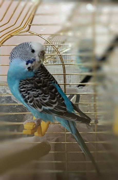 Попугай с клеткой