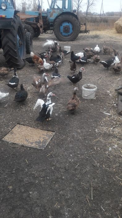 продам индоуток на племя