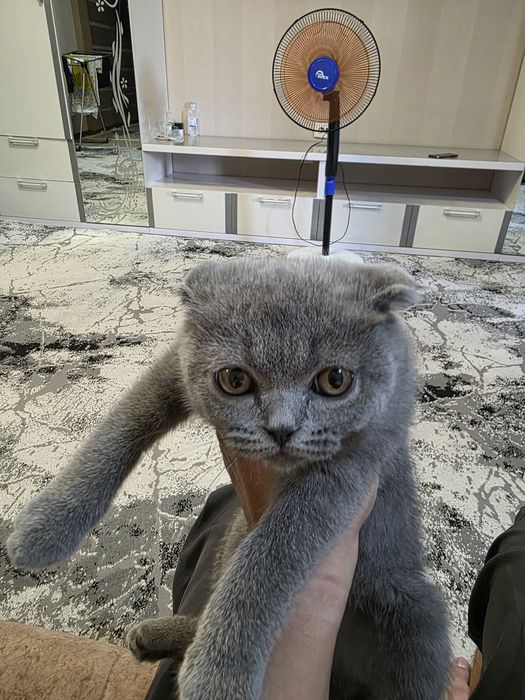 Сотилади Шадланиски Scottish Fold).