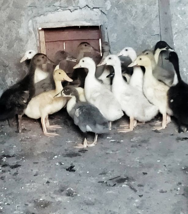 Pui rasă mixtă/pui de carne/bibilici, rațe, gâște